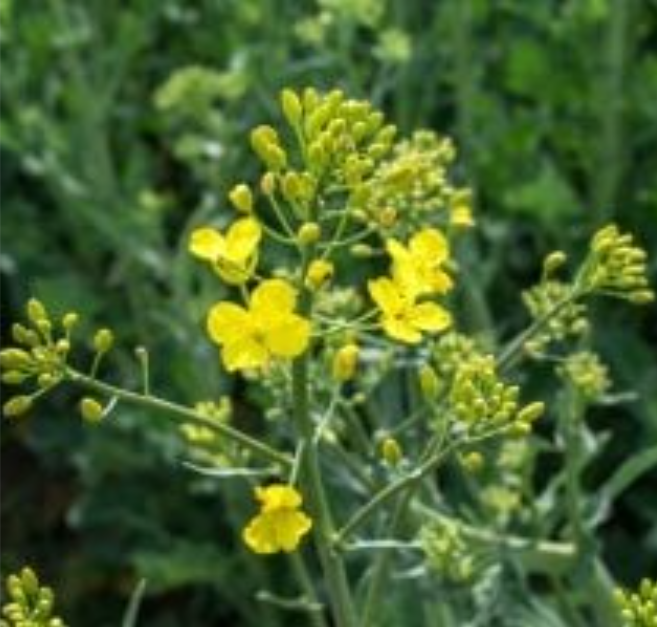 Uljana repica u cvatu