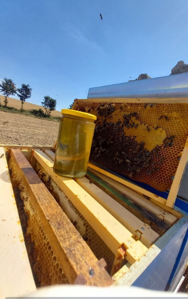 Okviri s medom u košnici