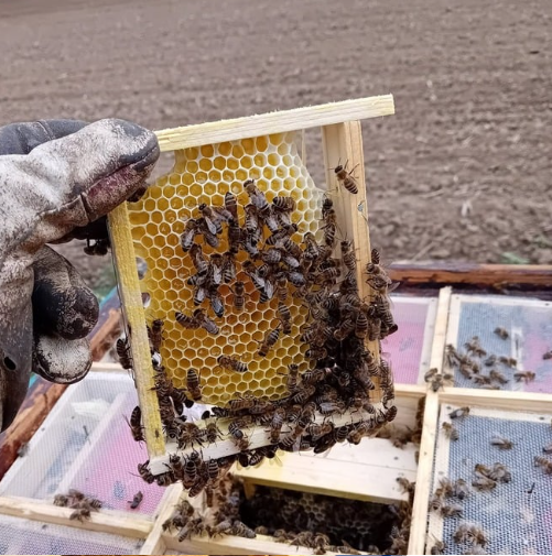 Okvir sa saćem i pčelama